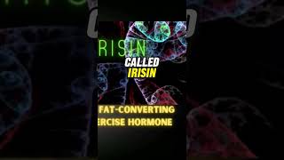 Irisin the fatconverting exercise hormone shorts [upl. by Matthia449]