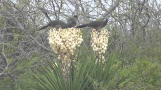 Plain chachalacas feeding on yucca flowers [upl. by Aniaz]