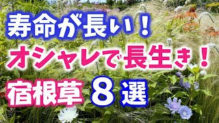 【ガーデニング】秋に植えたい！寿命が長くてオシャレな宿根草8選13種の紹介！あしかがフラワーパーク・代々木公園・中之条ガーデンズ・服部ファームガーデン・花菜ガーデン・gardening [upl. by Adnalor623]