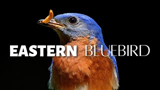 A Bird Once Almost GONE FOREVER The Eastern Bluebird [upl. by Araid]