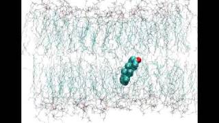 Sterol flipflop in a lipid bilayer [upl. by Rizas]