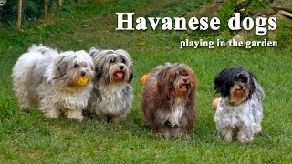 Havanese dogs playing in the garden [upl. by Silra]