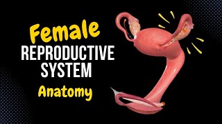 Female Genital System Internal amp External  Anatomy [upl. by Yaned878]