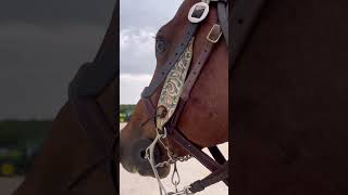 Enzo was little exited to go back to the stalls 😂 Enzo klsmashefaftersix gelding 5yrold [upl. by Atwood736]