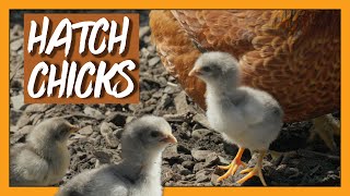 How To Hatch Chicks With A Broody Hen [upl. by Ariane]