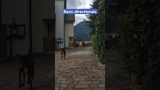 Basic directionals detectiondogs dogtraining addestramentocani workingdog boxerdog doglife [upl. by Cates]