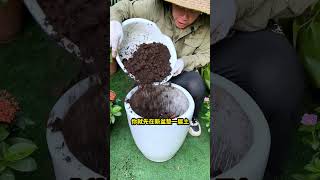 大型绿植换盆，要做好这3层，手把手教你换盆养花花卉绿植盆栽换盆 [upl. by Jill]