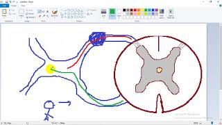 ASCENDING TRACTS 1  dr Laila   Lateral Spinothalamic  الجهاز العصبي [upl. by Elreath658]