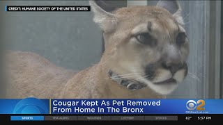 Pet Cougar Removed From Home In The Bronx [upl. by Atikehs]