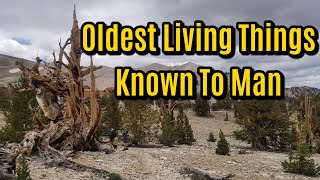 Ancient Bristlecone Pine Forest  Oldest Living Things Known to Man [upl. by Ahsertal]