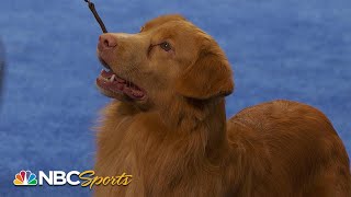 National Dog Show 2023 Sporting Group Full Judging  NBC Sports [upl. by Larissa]