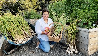 The Garlic Harvest Exceeded My Expectations [upl. by Fineberg]