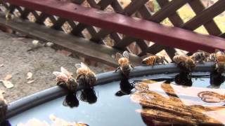 Bees Drinking Water HD [upl. by Ovatsug98]