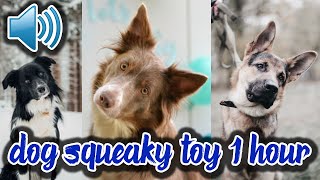 Dog Squeaky Toy Sound 1 Hour Dog Squeaky Noise Squeaky Toy Sound Dog Tilt Sound 1 Hour Dog Toy Noise [upl. by Ellehsat214]