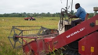 Better Seeds Bring Bigger Harvests in West Africa [upl. by Prima]