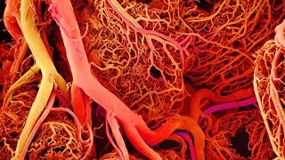 Anatomy and Physiology of Blood Vessels [upl. by Ahsinet]