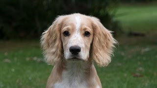 quotTed Camquot  Working Cocker Spaniel Puppy Hunting Training [upl. by Sitsuj918]