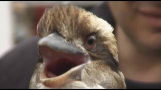 Laughing Kookaburra Close Up HD [upl. by Lorilyn]