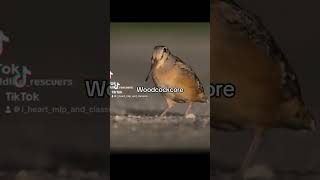 Woodcock core woodcock timberdoodle americanwoodcock bird birds [upl. by Etteuqal]