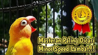 Masteran Lovebird Jantan Konslet Dobelan  Ampuh Untuk Cetak Lovebird Suara Minor kering [upl. by Dnomar]