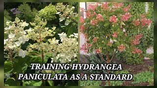 Pruning and training Hydrangea paniculata pink diamond as a standard in a tree form [upl. by Adnilemre]