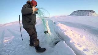 Hunting seals on dogsleds in Greenland with Inuits using nets [upl. by Mairim909]