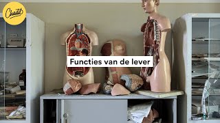 Functies van de lever  Mr Chadd Academy [upl. by Yllek160]