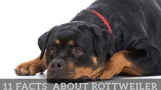 11 Facts Rottweiler People Understand Better Than Anyone [upl. by Ritz]