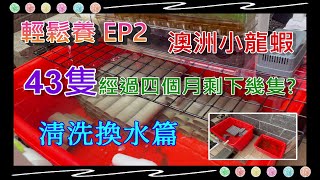 輕鬆養 澳洲小龍蝦 清洗換水篇 43隻澳洲小龍蝦經過四個月飼養後剩下幾隻 EP2 蝦菜共生 4K [upl. by Takeshi]