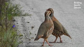 Redlegged Partridge Algarve Portugal birdingnorthdevon [upl. by Ailis]