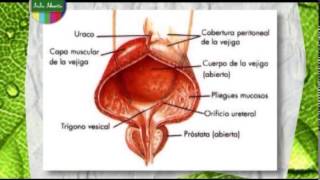 Órganos y funciones del sistema urinario Naturales 1º año [upl. by Constantin]