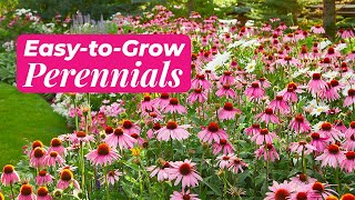 Easy Perennials to Grow [upl. by Suchta]