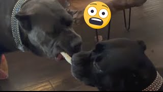 CANE CORSO GROWL Aggressive vs Playful [upl. by Imeon]