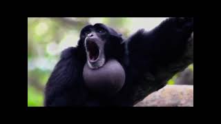 Pal Max screaming gibbon monkey [upl. by Nalym]