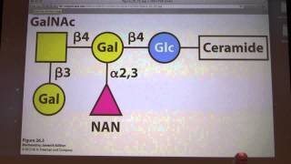 34 Kevin Aherns Biochemistry  Metabolism of Membrane Lipids [upl. by Staw]