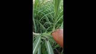 Harvesting my edible sugarcane saccharum edule Shorts [upl. by Erlond809]