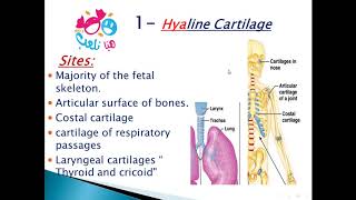 Hyaline Cartilage  Types of Cartilage  Anatomy 💀 amp Histology 🔬 [upl. by Merri]