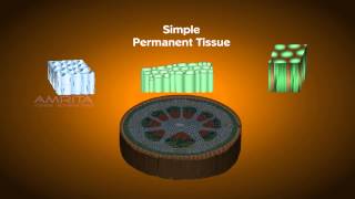 Plant Tissues  Class 9 Tutorial [upl. by Ayortal63]