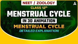 MENSTRUAL CYCLE CLASS 12  IN 3D ANIMATION  MENSTRUAL CYCLE DETAILED EXPLANATION  BY SANKALP [upl. by Marys]