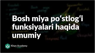 Bosh miya poʻstlogʻi funksiyalari haqida umumiy  Odam biologiyasi  Biologiya [upl. by Bunnie]