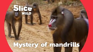 Discovering the social behaviour of mandrills  AI [upl. by Ellehcirt]