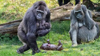 How Mountain Gorilla Giving Birth In The Zoo [upl. by Yeleek374]