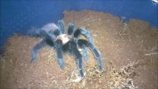 🕷 Brachypelma albiceps Mexican golden red rump molt [upl. by Htedirem]