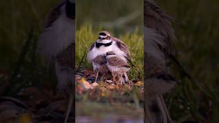 Little Ringed Plover with Chicks birds bird [upl. by Hanson]