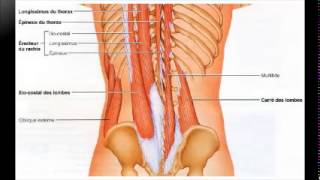 Bases anatomiques de la voie dabord du rachis lombaire postérieur [upl. by Melac]