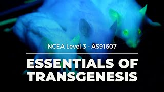 Transgenesis  NCEA L3 Biology 2021 [upl. by Eybba]