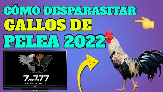 🔥▶CÓMO DESPARACITAR GALLOS DE PELEA 2022💪🐓🔥 [upl. by Mick]