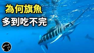 為何唯獨 旗魚 不會有其他魚類冒充，鮪魚 鱈魚 土魠 卻充滿假貨 劍旗魚 劍魚 海洋生物動物 魚罐頭 全聯超市旗魚 馬林魚 海鮮 海產 美食 食物 食品 購物 省錢 [upl. by Nosle219]