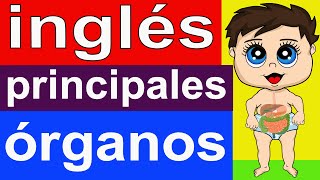 PRINCIPALES ÓRGANOS DEL CUERPO HUMANO EN INGLÉS  INGLÉS PARA PRINCIPIANTES [upl. by Armanda]