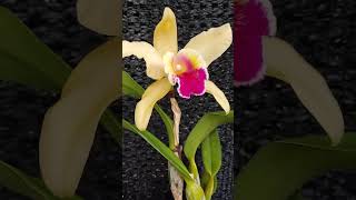 Cattleya trianae var semi alba x Rlc magic of granada 240205 보리난원 [upl. by Inar]